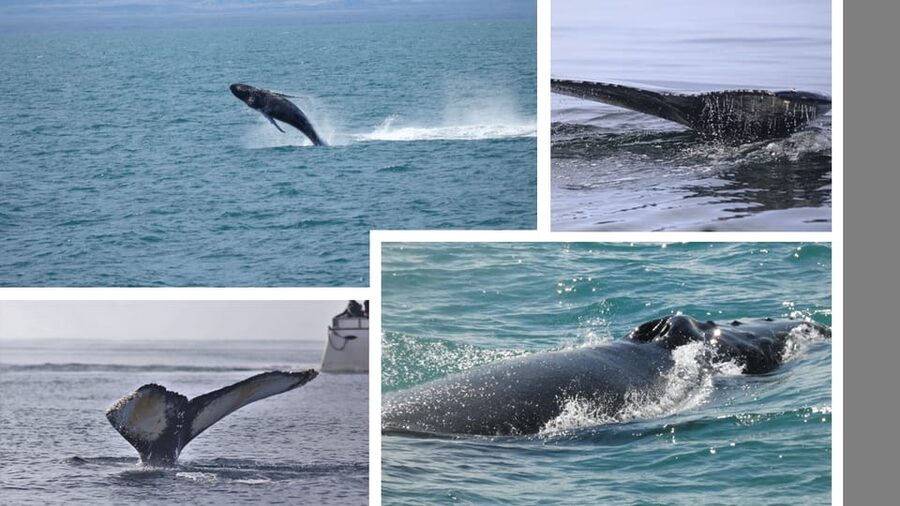 Reykjavík: Whale Watching Cruise and FlyOver Combo Ticket - Getting ready at the Special Tours office