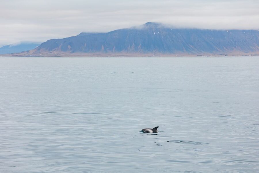 Reykjavík: Whale Watching Cruise on the Amelia Rose Yacht - Key points at a glance