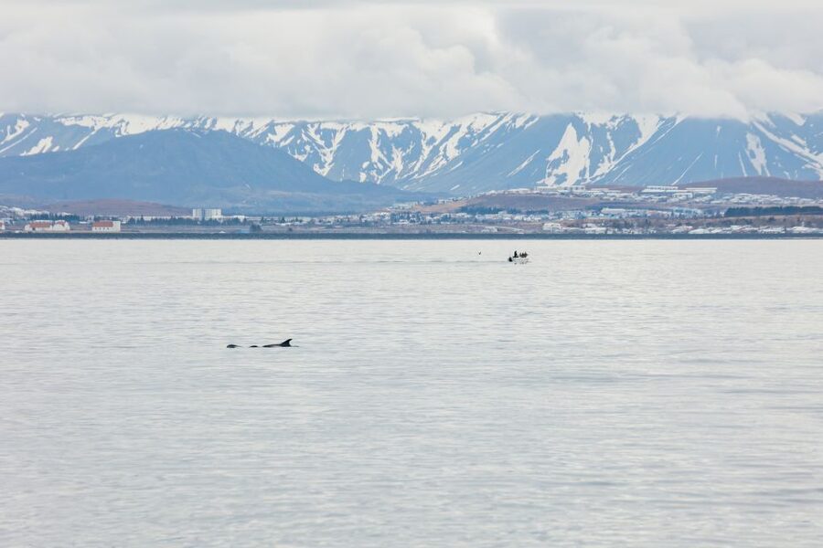 Reykjavík: Whale Watching Cruise on the Amelia Rose Yacht - Who will enjoy this cruise most?