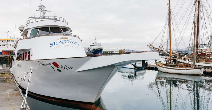 Reykjavík: Whale Watching Cruise on the Amelia Rose Yacht - Checking in at Reykjavík’s Old Harbor