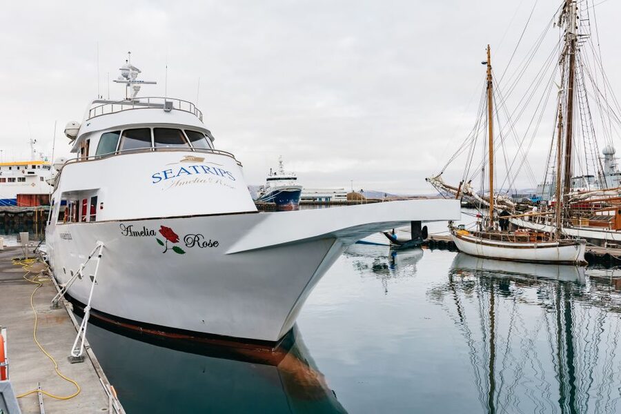 Reykjavík: Whale Watching Cruise on the Amelia Rose Yacht - Three decks make whale watching less cramped