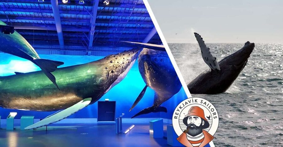 Reykjavik: Whale Watching Excursion & Whale Exhibition - Key points to know before you go