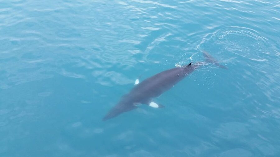 Reykjavik: Whale Watching Excursion & Whale Exhibition - Practical booking advice for a smoother day