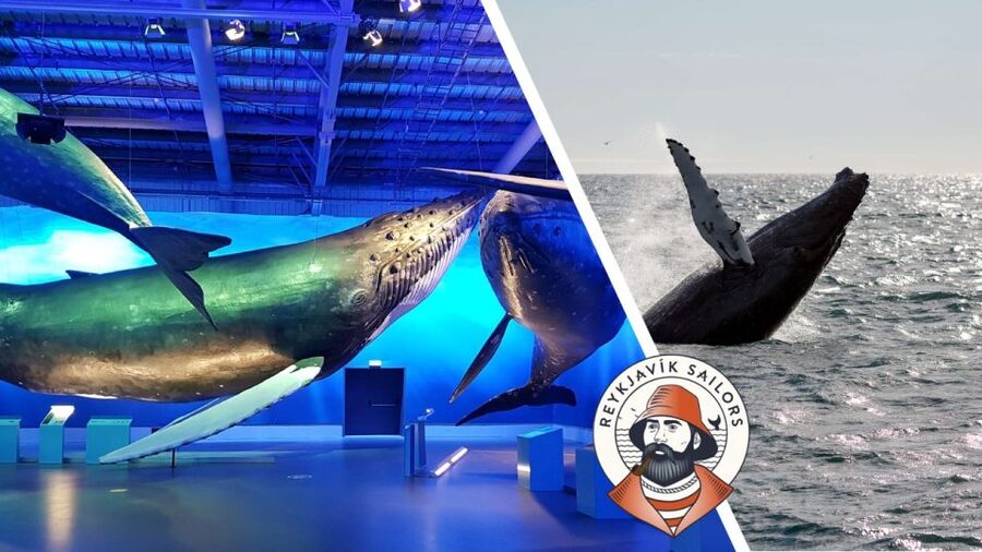 Reykjavik: Whale Watching Excursion & Whale Exhibition - Starting at Geirsgata 11 in central Reykjavik