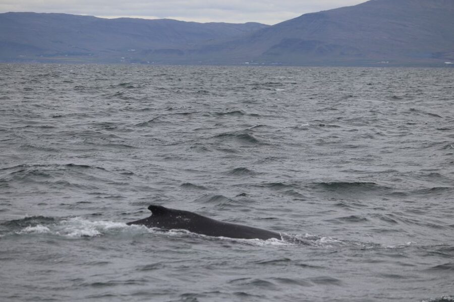 Reykjavik: Whale Watching Excursion & Whale Exhibition - What you might see in Icelandic waters