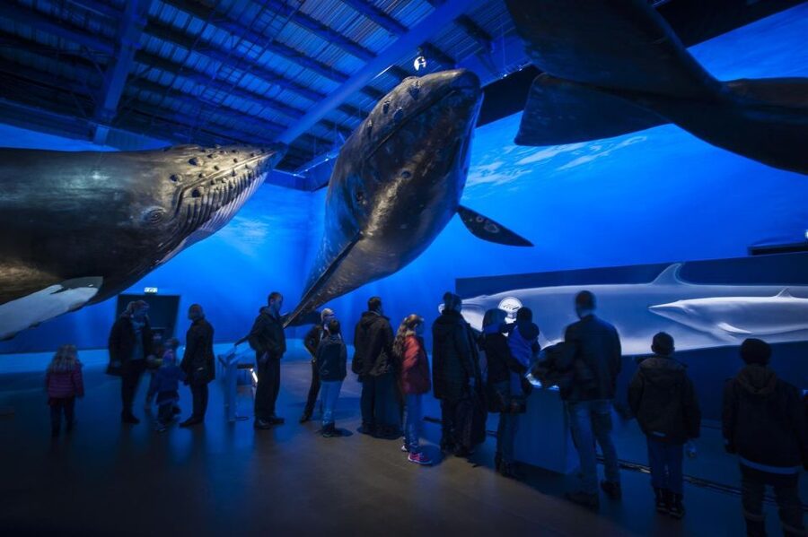 Reykjavik: Whale Watching Excursion & Whale Exhibition - Staying warm when the Atlantic turns rough