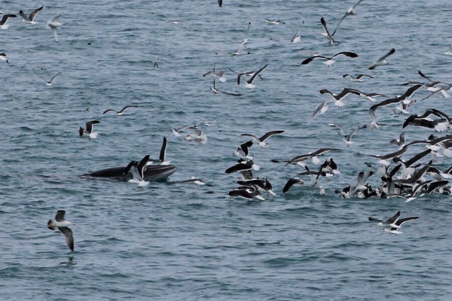 Reykjavik: Whale Watching Excursion & Whale Exhibition - Using the flexible museum ticket wisely