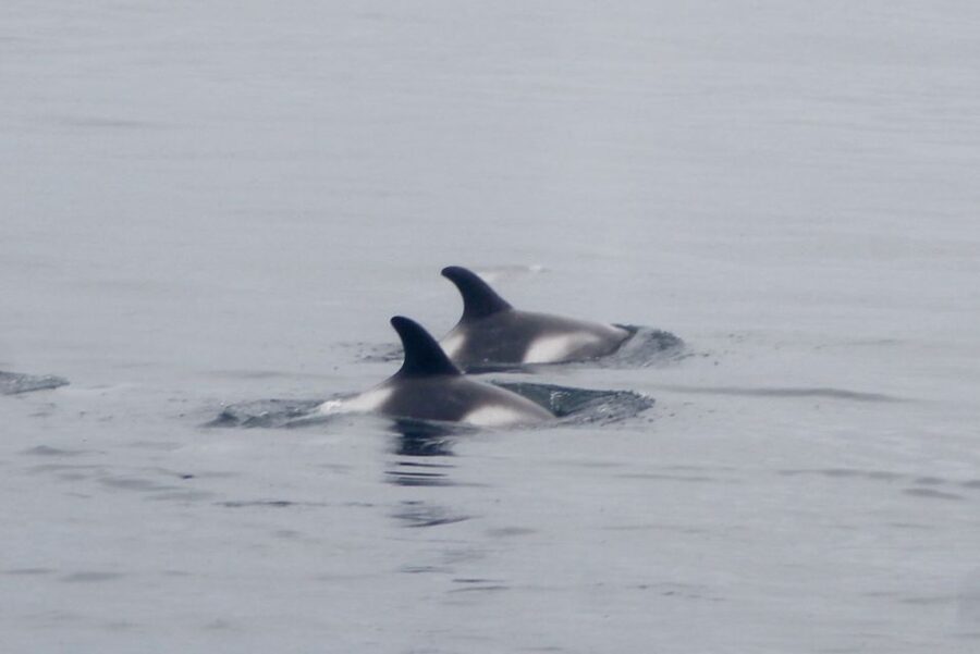 Reykjavik: Whale Watching Excursion & Whale Exhibition - Who will enjoy this Reykjavik whale tour?
