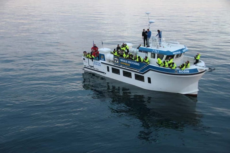 Reykjavik: Whale Watching Express - Key points to know before you book
