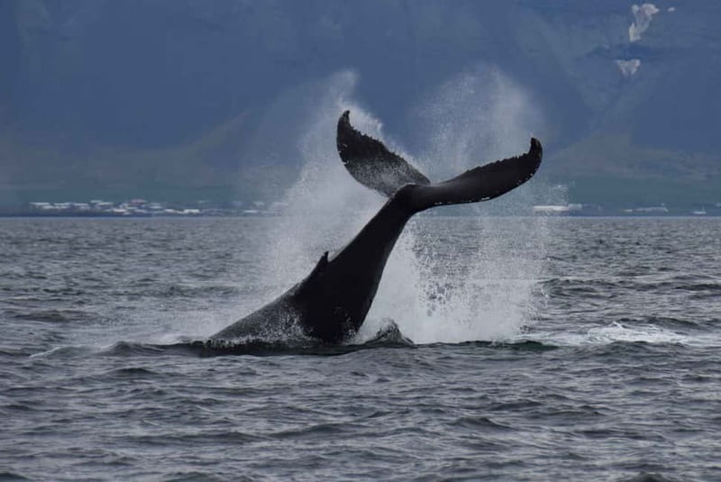 Reykjavik: Whale Watching Express - Why the express boat matters in Reykjavik