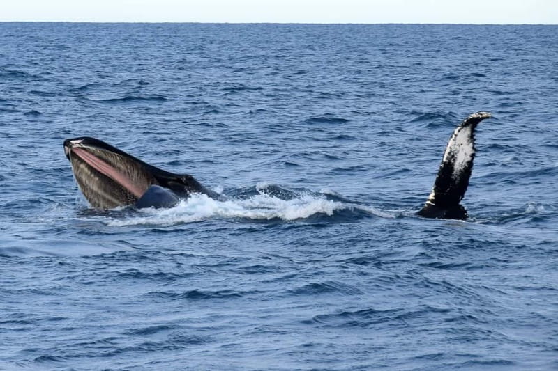 Reykjavik: Whale Watching Express - Searching the whale grounds for minke whales