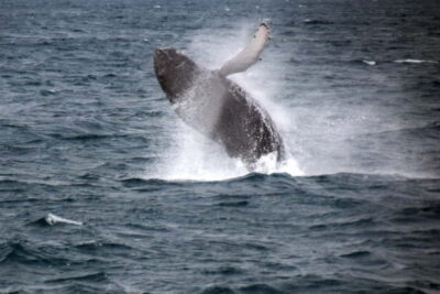 Whale Watching Express