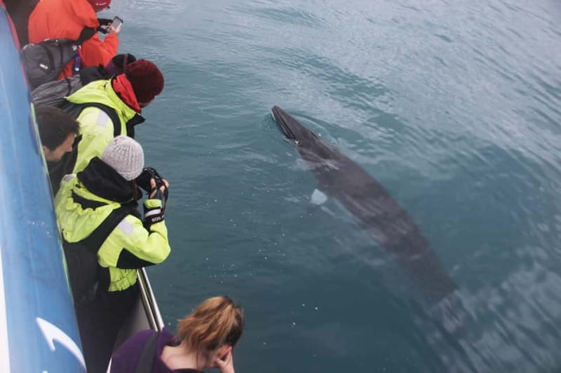 Reykjavik: Whale Watching Express - Outdoor decks, indoor seats, and the cold