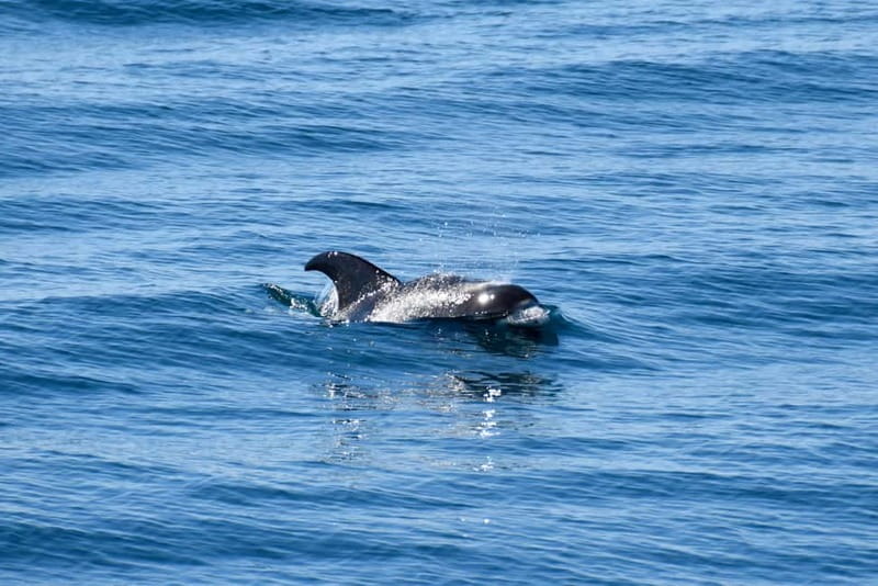 Reykjavik: Whale Watching Express - How long the trip really takes