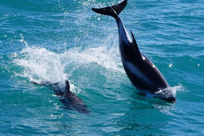Reykjavik: Whale Watching Express - Is $88 a fair price?
