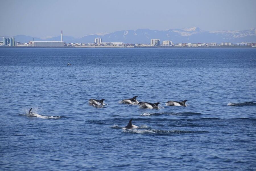 Reykjavik: Whale Watching Express - Who will enjoy this tour most?