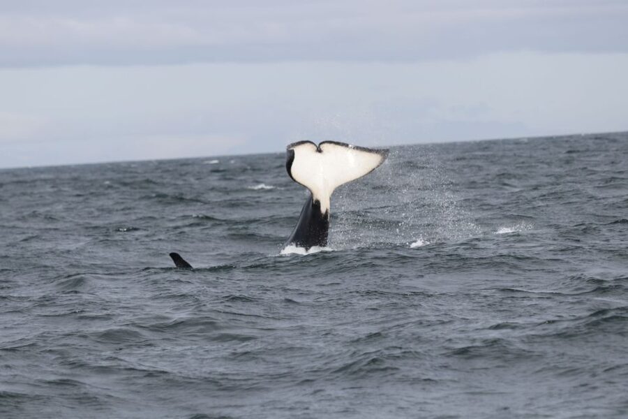 Reykjavik: Whale Watching in Faxaflói Bay & Live Lava Show - Key points to know before booking
