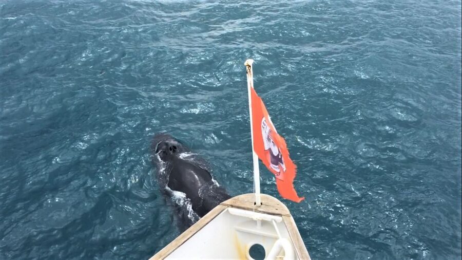 Reykjavik: Whale Watching in Faxaflói Bay & Live Lava Show - Starting at Reykjavik’s Old Harbour