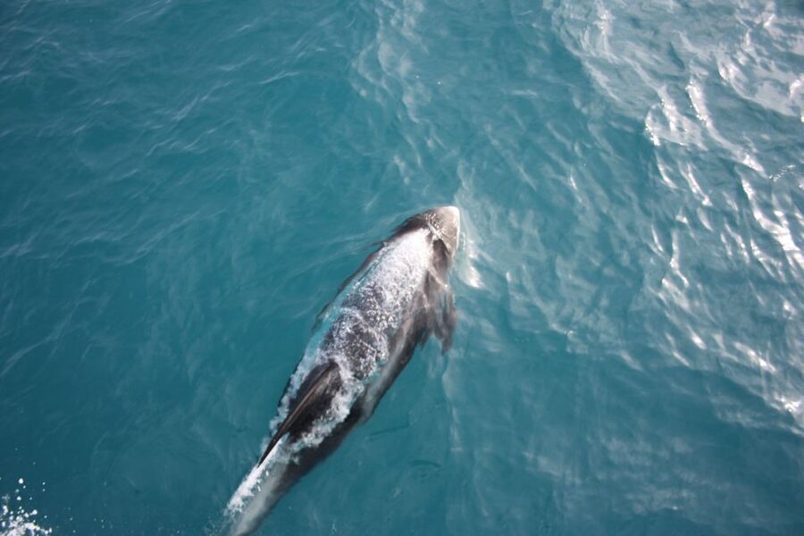 Reykjavik: Whale Watching in Faxaflói Bay & Live Lava Show - What the whale trip is really worth