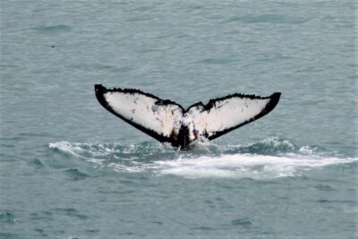 Whale Watching in Faxaflói Bay & Live Lava Show