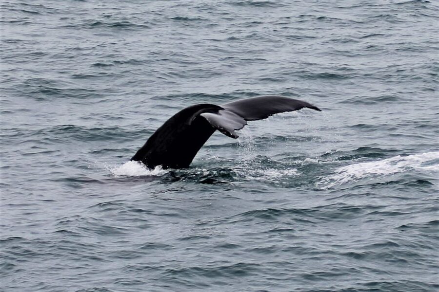Reykjavik: Whale Watching in Faxaflói Bay & Live Lava Show - Guides, comfort, and the feel of the day