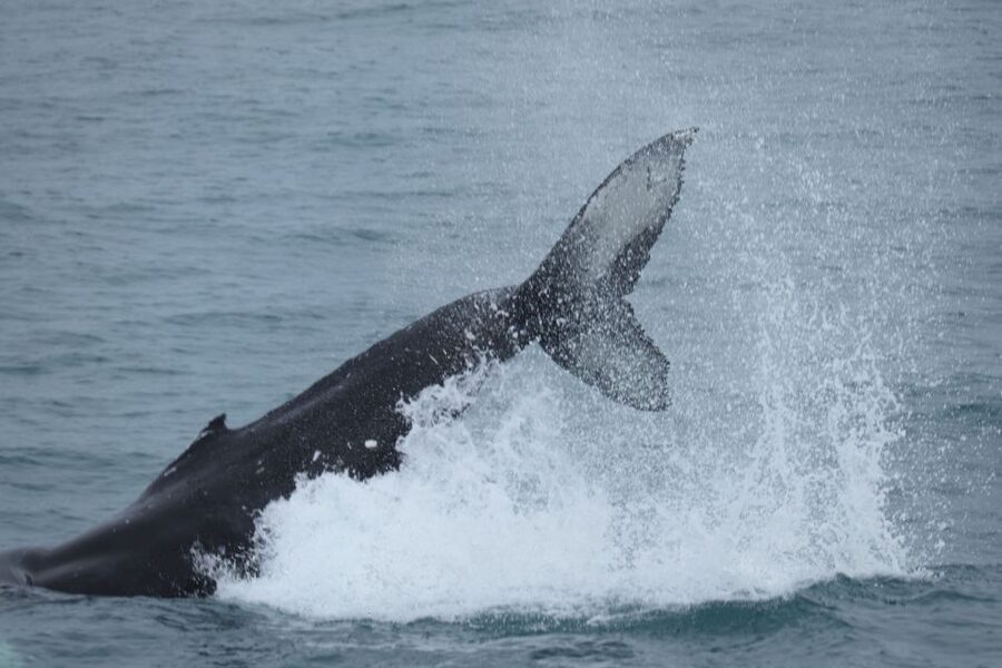 Reykjavik: Whale Watching in Faxaflói Bay & Live Lava Show - Cancellation and booking flexibility