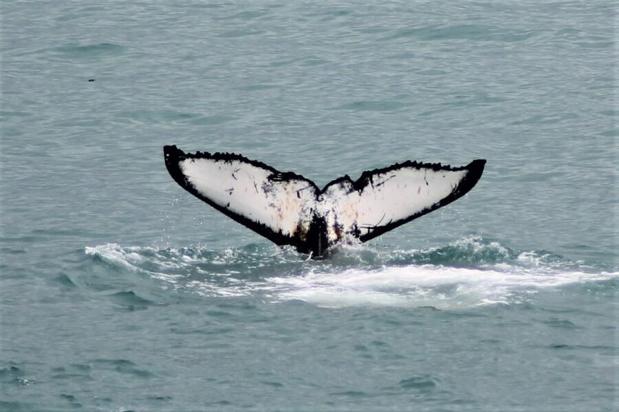 Reykjavik: Whale Watching in Faxaflói Bay & Live Lava Show - Three hours searching Faxaflói Bay