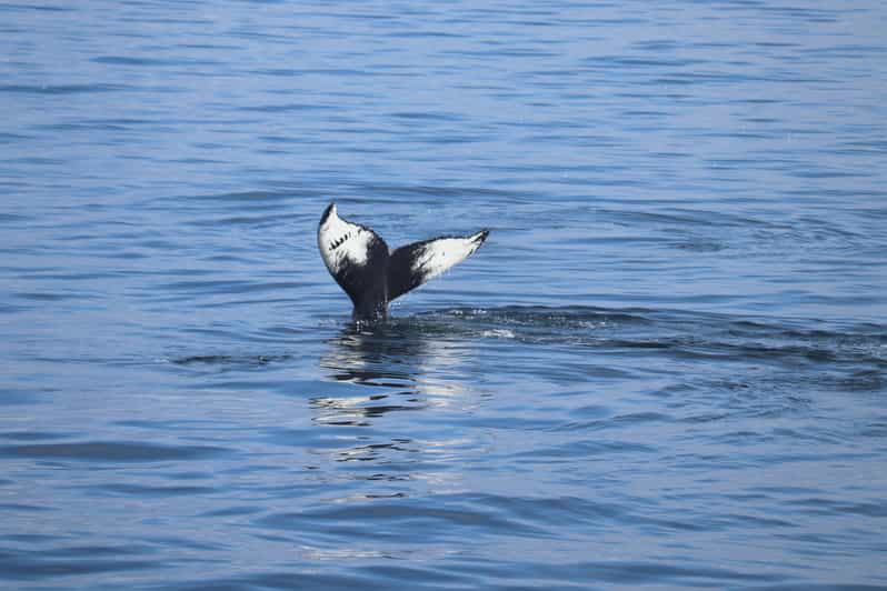 Reykjavik: Whale Watching Morning Expedition - Key points at a glance