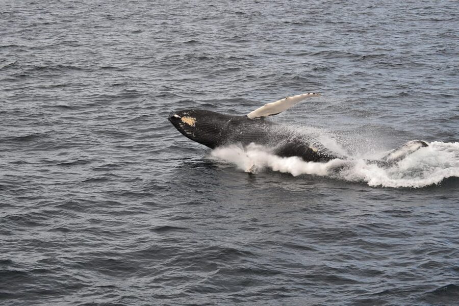 Reykjavik: Whale Watching Morning Expedition - FAQ