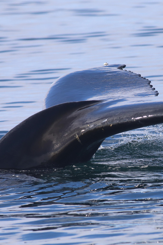Reykjavik: Whale Watching Morning Expedition - What the boat setup means on a cold Icelandic morning