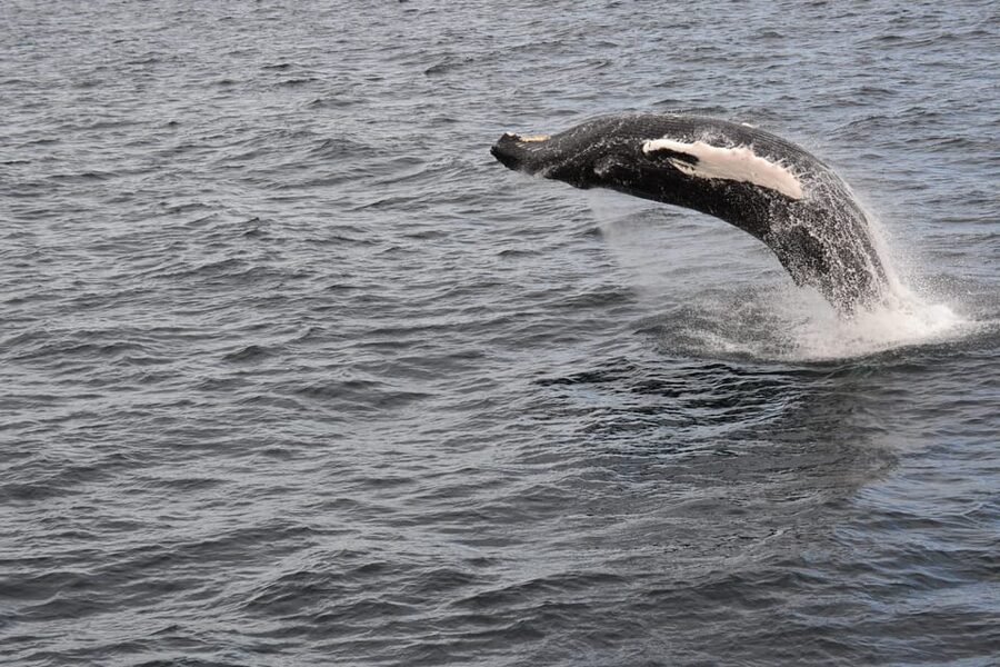 Reykjavik: Whale Watching Morning Expedition - Wildlife watching without false promises