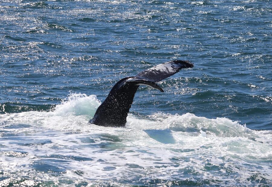 Reykjavik: Whale Watching Morning Expedition - Who will enjoy this morning trip most?