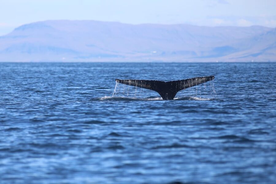 Reykjavik: Whale Watching Morning Expedition - Should you book the Reykjavik whale watch?