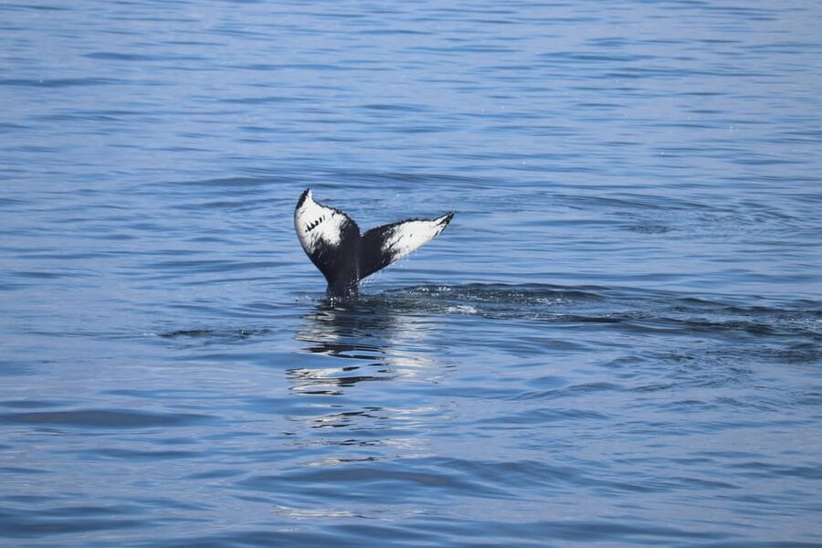 Reykjavik: Whale Watching Morning Expedition - Faxaflói Bay and the two-and-a-half-hour search