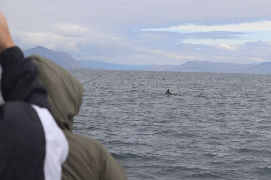Reykjavik: Whale Watching & Northern Lights Combo Cruise - Booking advice and final verdict