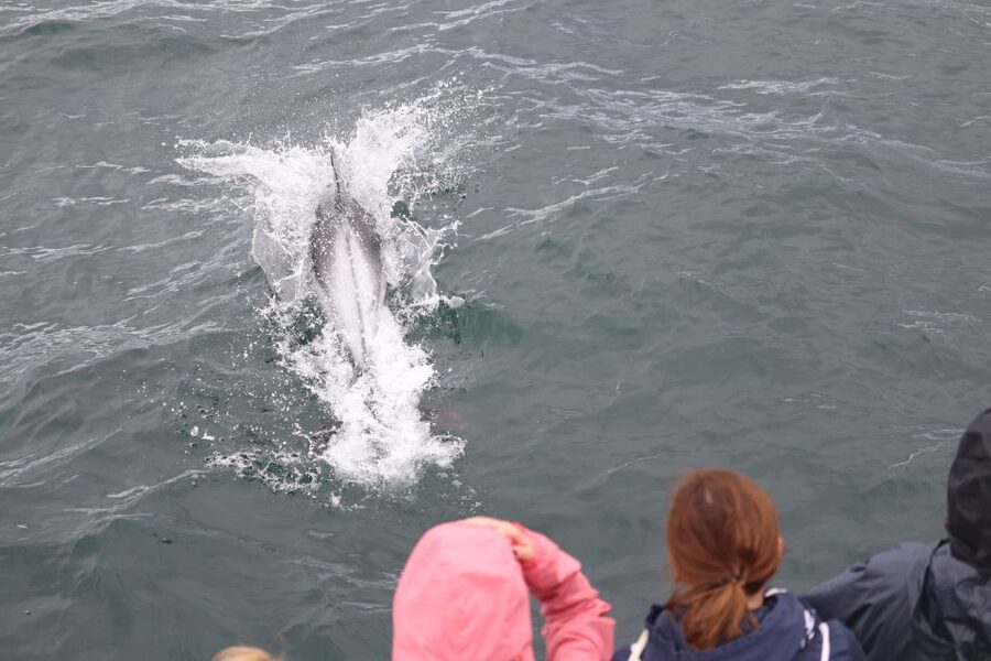 Reykjavik: Whale Watching & Northern Lights Combo Cruise - Searching for the Northern Lights at sea