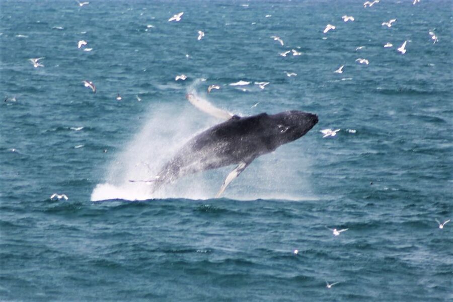 Reykjavik: Whale Watching & Northern Lights Combo Cruise - Who will enjoy this combo most?