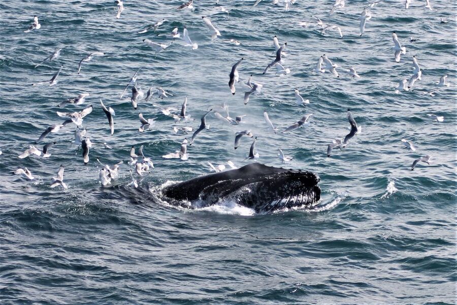 Reykjavik: Whale Watching & Northern Lights Combo Cruise - What the guides add to the trip