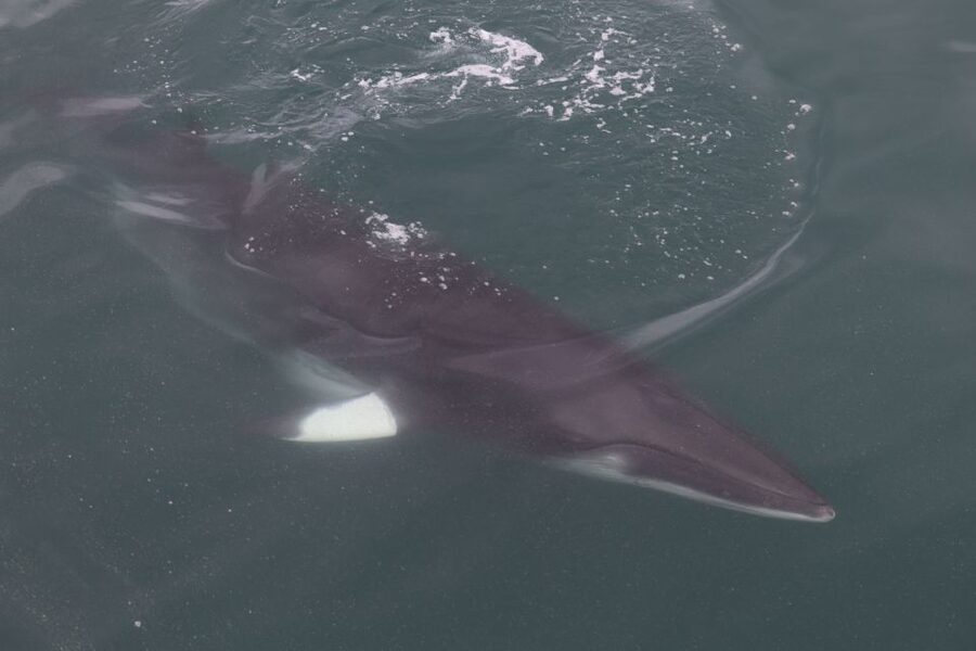 Reykjavik: Whale Watching Tour by RIB Boat - Key points to know before booking
