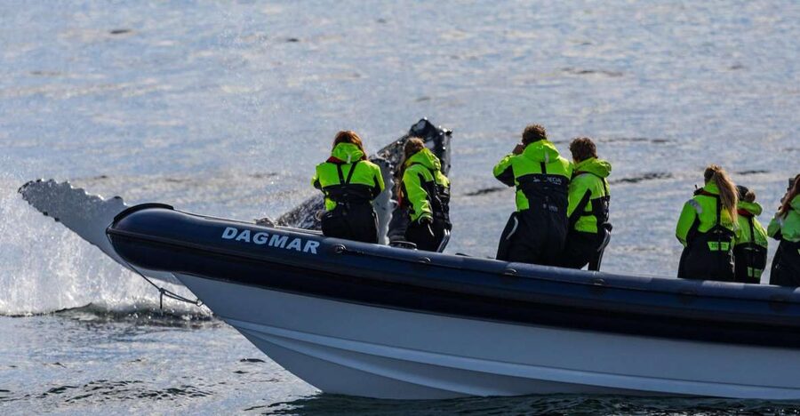 Reykjavik: Whale Watching Tour by RIB Boat - The RIB ride: thrilling, bumpy, and exposed
