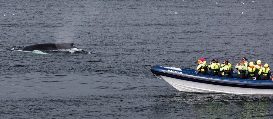 Reykjavik: Whale Watching Tour by RIB Boat - Akurey and the summer puffin stop