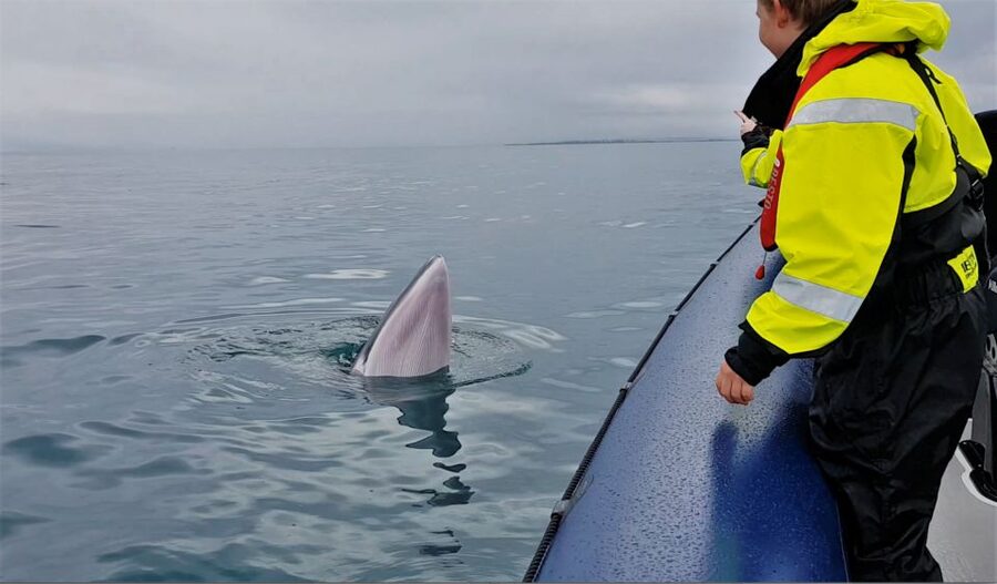 Reykjavik: Whale Watching Tour by RIB Boat - What happens when the whales do not cooperate