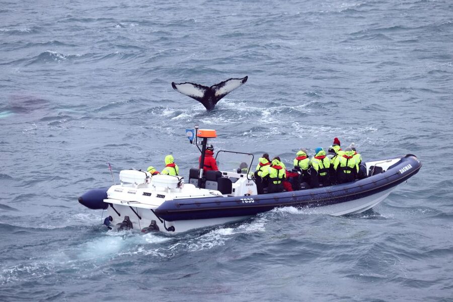 Reykjavik: Whale Watching Tour by RIB Boat - Is $194 a fair price for two hours?