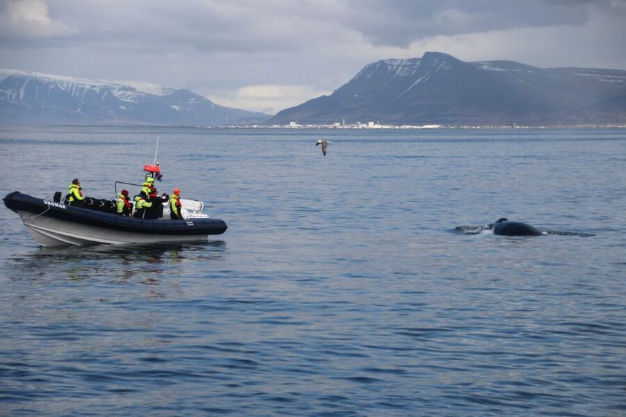 Reykjavik: Whale Watching Tour by RIB Boat - Who should choose this Reykjavik whale tour?