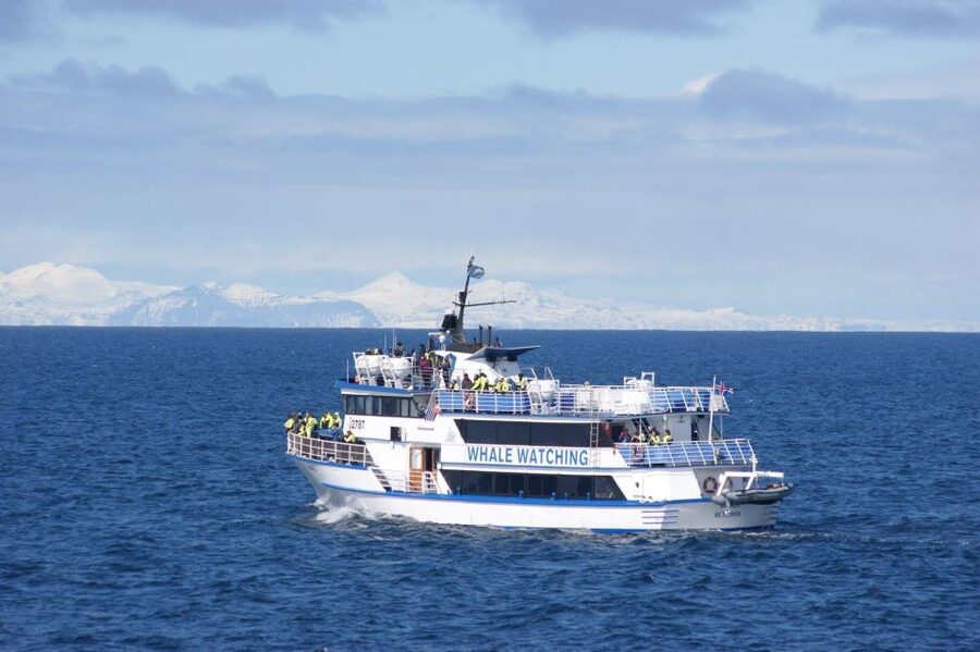Reykjavik: Whale Watching Tour, Whales of Iceland Exhibition - Timing the two parts of the experience