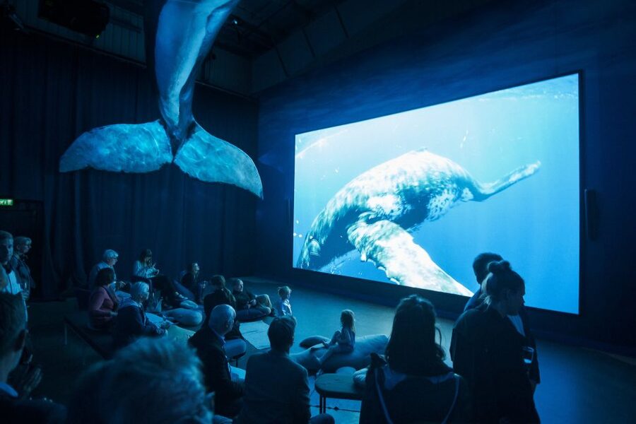 Reykjavik: Whale Watching Tour, Whales of Iceland Exhibition - Is $123 good value?