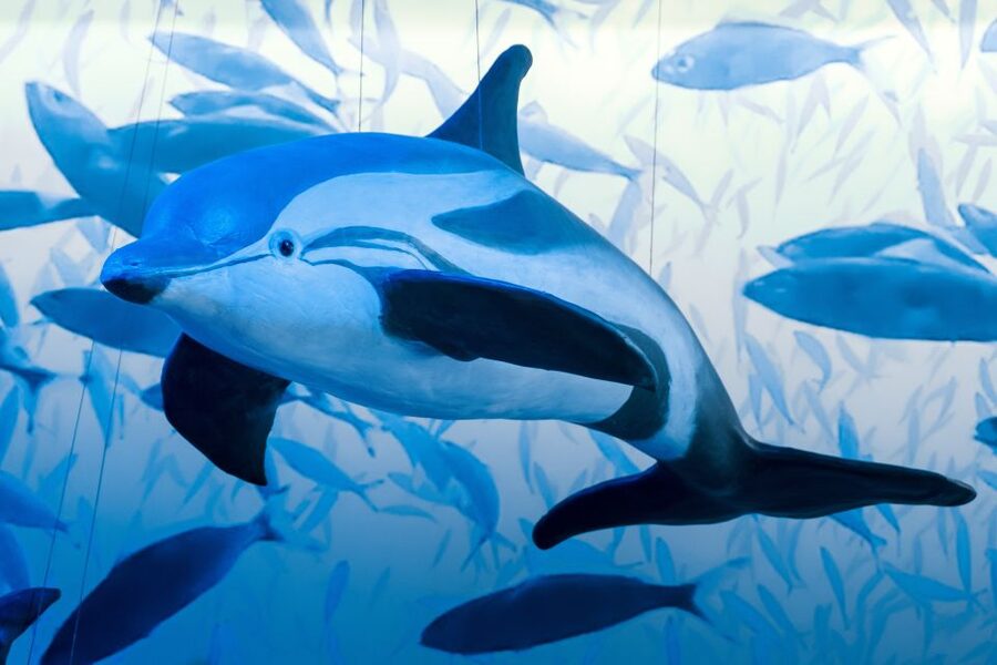 Reykjavik: Whale Watching Tour, Whales of Iceland Exhibition - Should you book it?