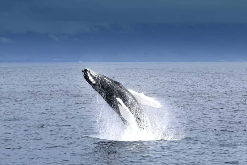 Reykjavik: Whale Watching Tour with Expert Guide - Starting at Reykjavík’s Old Harbour
