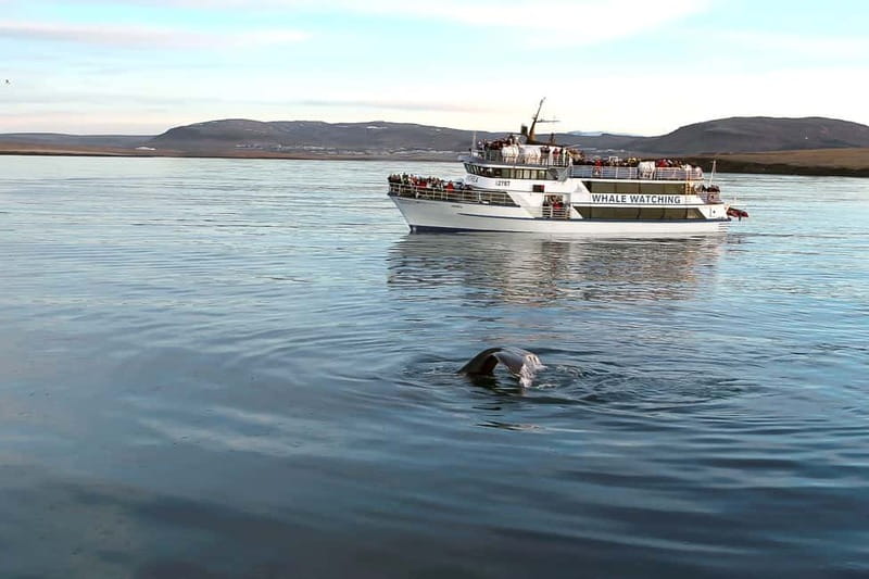 Reykjavik: Whale Watching Tour with Expert Guide - Sailing into Faxaflói Bay