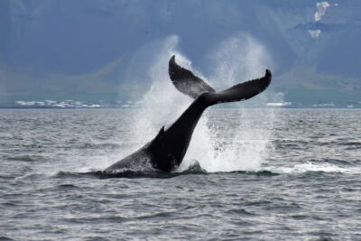 Whale Watching Tour with Expert Guide
